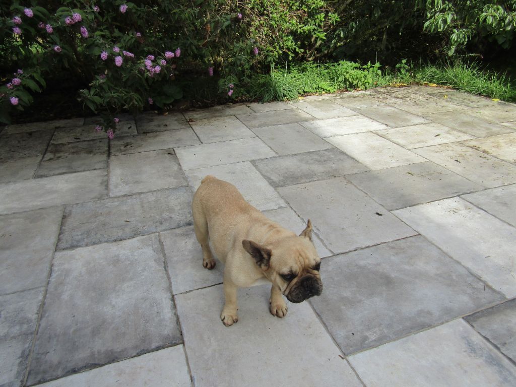 Lily de la réserve deden